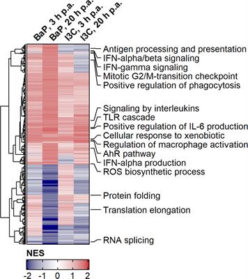 Frontiers | Transcriptomic Signatures Reveal A Shift Towards An Anti ...